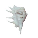 Panchmukhi Natural Blowing Shankh