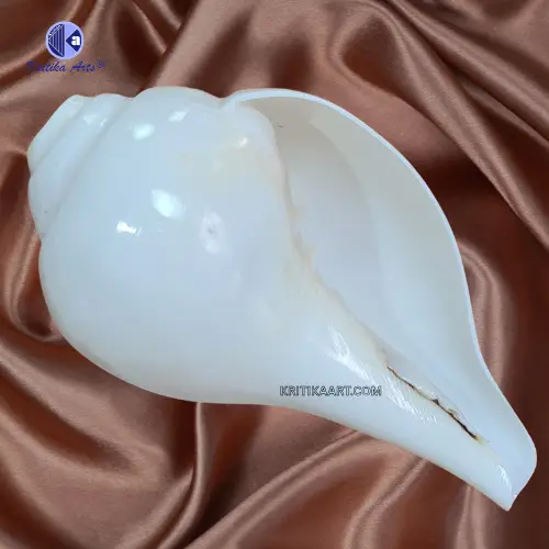 vishnu shankh (2) Vamavarti Natural Loud Blowing Shankh - Image 1