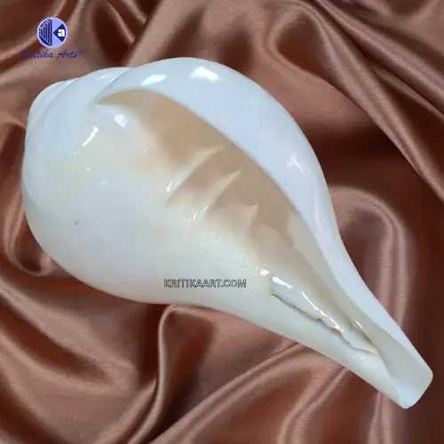 vishnu shankh (4) Vamavarti Natural Loud Blowing Shankh - Image 4