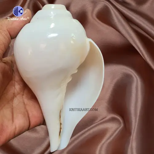 vishnu shankh 7 iinch (2) Vamavarti Natural Big Shankh 8 Inch - Image 5