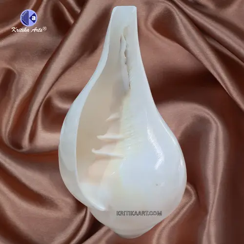 vishnu shankh Vamavarti Natural Loud Blowing Shankh - Image 2