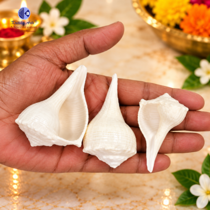 Dakshinavarti Natural Shankh Small Sizes (1–2.5 Inch) displayed in hand, authentic white conch shells for Mahalaxmi Pooja, Diwali, Navratri, spiritual rituals, and Vastu purposes.