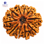 H.R.C. Certified Original 10 Mukhi Rudraksha Bead Round Shape Brown Color