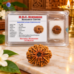 10 Mukhi Natural Rudraksha H.R.C. Certified Original Bead | Ten Face Rudraksh | Lord Vishnu Rudraksha - Image 3