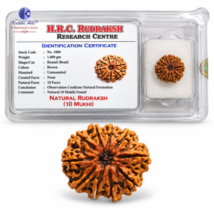 10 Mukhi Rudraksha Bead Round Shape Brown Color