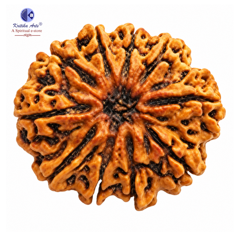 Home 37 H.R.C. Certified Original 10 Mukhi Rudraksha Bead Round Shape Brown Color