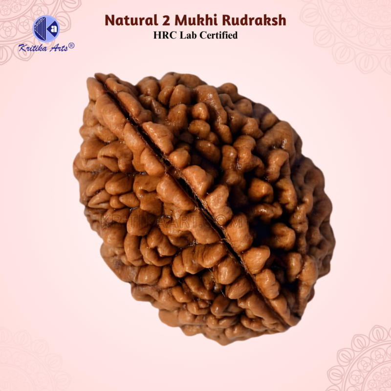 original 2 mukhi rudraksha certified bead