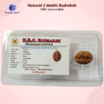 2 Mukhi Natural Rudraksha H.R.C. Certified Original Bead - Image 3