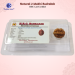 2 Mukhi Natural Rudraksha H.R.C. Certified Original Bead - Image 2