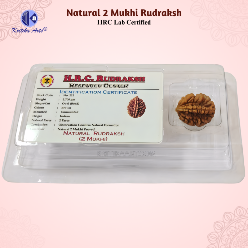 Home 51 2 mukhi rudraksh 3