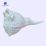 Dakshinavarti Natural Shankh Medium Sizes