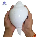 Vamavarti Natural Big Shankh 10 Inch - Image 4