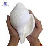 Vamavarti Natural Big Shankh 9 Inch - Image 3