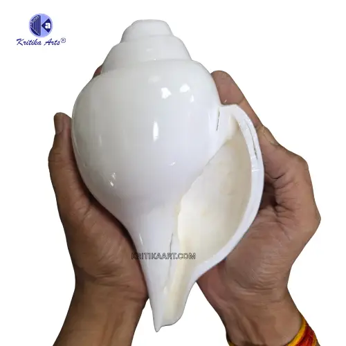 vishnu shankh 10 iinch (2) Vamavarti Natural Big Shankh 10 Inch - Image 5