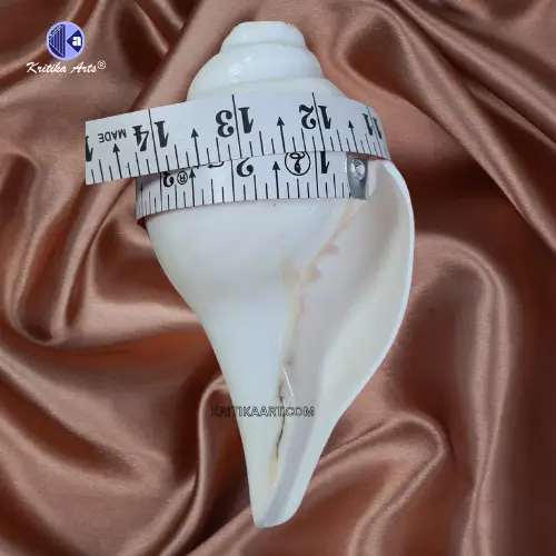 vishnu shankh 8 iinch Vamavarti Natural Big Shankh 8 Inch - Image 2