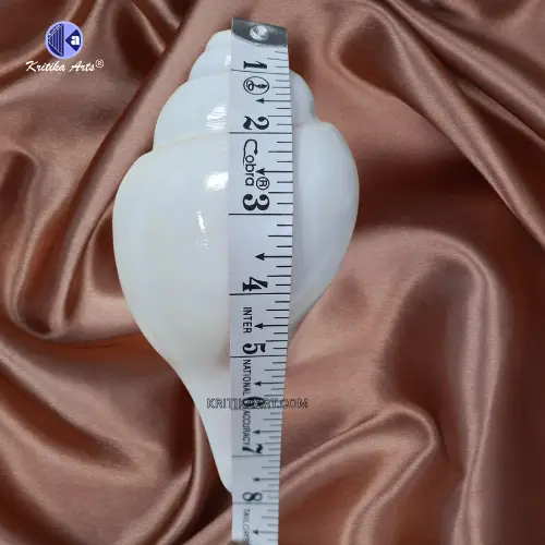 vishnu shankh 8 iinch2 Vamavarti Natural Big Shankh 8 Inch - Image 3