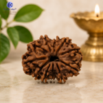 12 Mukhi Natural Rudraksha – Surya (Sun) Rudraksha for Leadership & Confidence