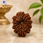 12 Mukhi Natural Rudraksha – Surya (Sun) Rudraksha for Leadership & Confidence - Image 3