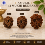 12 Mukhi Natural Rudraksha – Surya (Sun) Rudraksha for Leadership & Confidence - Image 2