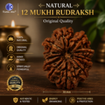 12 Mukhi Natural Rudraksha – Surya (Sun) Rudraksha for Leadership & Confidence - Image 5