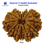 11 mukhi natural rudraksha