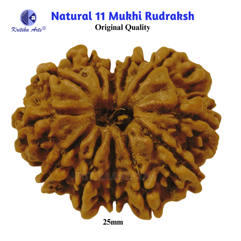 11 mukhi natural rudraksha