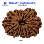 ,*11 Mukhi Natural Rudraksha – Energized Eleven Face Bead for Strength & Wisdom - Image 2