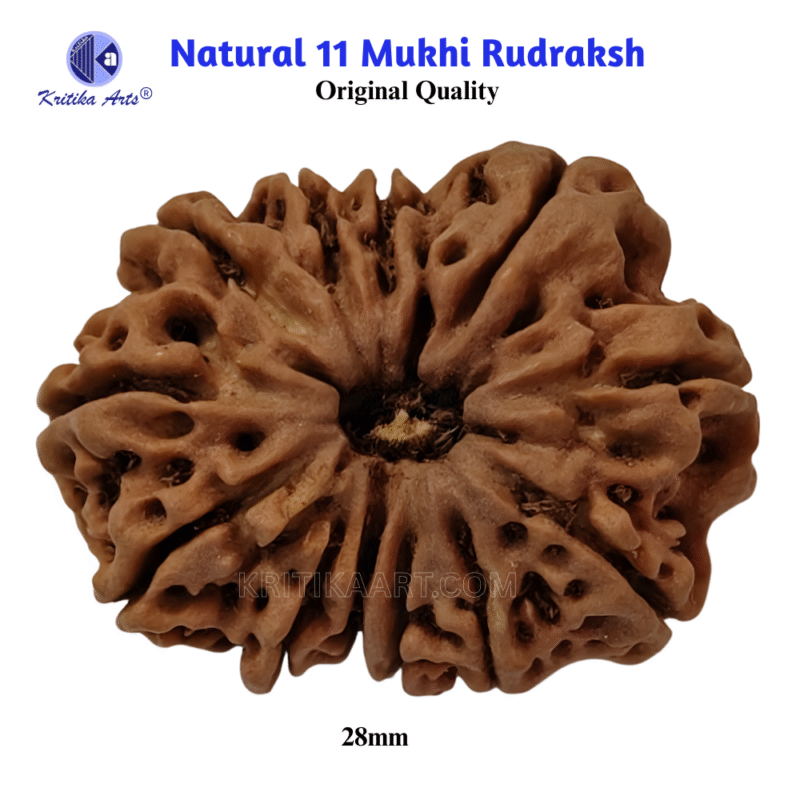 Home 27 rudraksh 11 mukhi 3