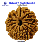 ,*11 Mukhi Natural Rudraksha – Energized Eleven Face Bead for Strength & Wisdom - Image 3