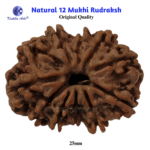 12 Mukhi Natural Rudraksha – Surya (Sun) Rudraksha for Leadership & Confidence - Image 8