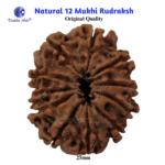 12 Mukhi Natural Rudraksha – Surya (Sun) Rudraksha for Leadership & Confidence - Image 6