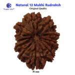 Natural 12 Mukhi Rudraksha Bead – Surya Rudraksha Twelve Face Rudraksha for Confidence and Power Energized 12 Mukhi Rudraksha – Natural Brown Bead Original 12 Mukhi Rudraksha for Leadership & Success