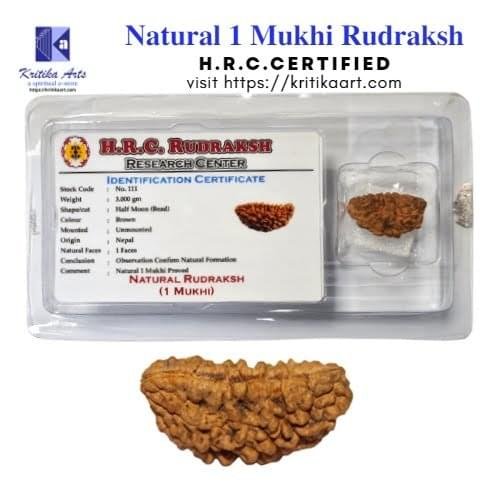 1 Mukhi Natural Rudraksha H.R.C. Certified Original Bead - Image 2